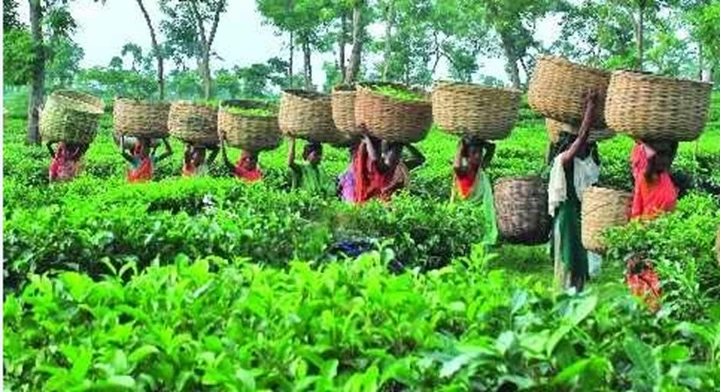 মাধবপুরে ৫ চা বাগানে বেড়েছে উৎপাদন ব্যয়