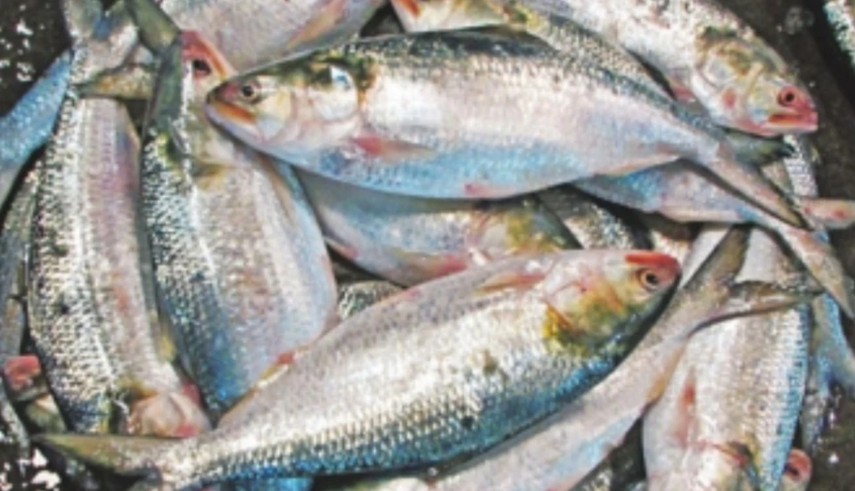 ভারতে ইলিশ পাঠাতে ৩৭ প্রতিষ্ঠানকে অনুমতি